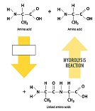 304_dehydration synthesis.jpg
